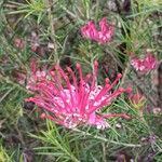 Grevillea rosmarinifolia Blüte