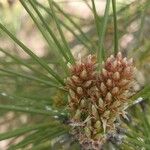 Pinus pinasterপাতা