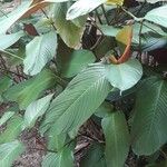 Calathea lutea Folio