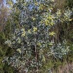 Acacia longifolia Συνήθη χαρακτηριστικά