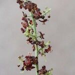 Veratrum nigrum その他の提案