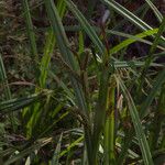 Carex amplifolia ശീലം