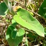Oxypetalum solanoides Hoja
