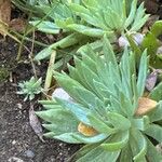 Dudleya edulis Yaprak