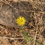 Pulicaria arabica Flower