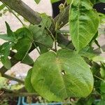 Passiflora ligularis Blüte