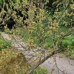 Rhus aromatica Συνήθη χαρακτηριστικά