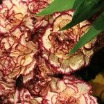 Dianthus caryophyllus Virág