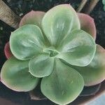 Echeveria giganteaЛист