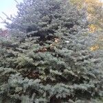 Abies concolor Агульны выгляд