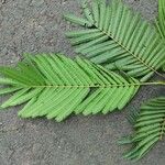 Anadenanthera colubrina ഇല