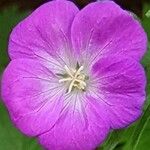 Geranium sanguineumBlodyn