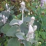 Sideritis macrostachyos Blad