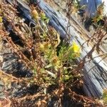 Grindelia integrifolia ফুল