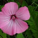 Malva trimestris Квітка