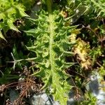 Cirsium spinosissimum Leaf