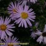 Symphyotrichum dumosum Other