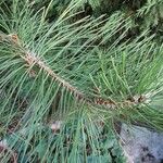 Pinus nigra Folha