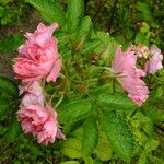 Rosa setigera Floare