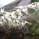 Bulbophyllum schimperianum Flor