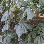 Aesculus hippocastanum Leaf