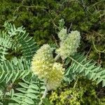 Astragalus alopecurus 形態