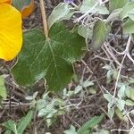 Fremontodendron mexicanum Leaf