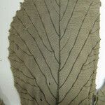 Cecropia latiloba Egyéb
