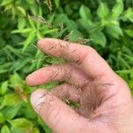 Agrostis gigantea Fruto