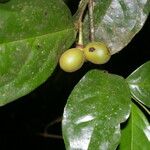 Desmopsis schippii Fruit