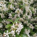 Trachelospermum jasminoidesFlor