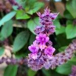 Ocimum kilimandscharicum Flower