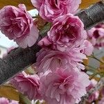 Prunus serrulata Virág