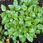 Campanula carpatica Leaf