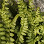 Asplenium trichomanes-ramosum অভ্যাস