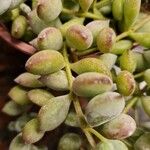 Cotyledon pendens Hoja