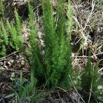 Erica lusitanica Leaf