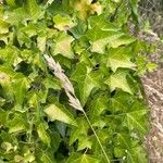 Hedera hibernica Hoja