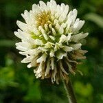 Trifolium montanum 花