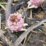 Petasites hybridus Çiçek
