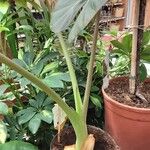 Alocasia reginula बार्क (छाल)