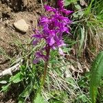 Orchis masculaFlower