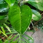 Anthurium scandens Leaf