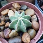 Echinocereus subinermis Leaf