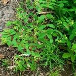 Euphorbia nutans List