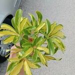 Schefflera arboricola葉