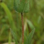 Eupatorium pilosum Кора