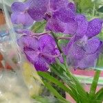 Vanda coerulea Λουλούδι