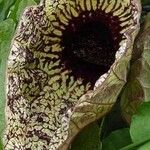 Aristolochia grandiflora Λουλούδι