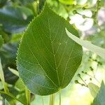 Tilia × euchlora Folla